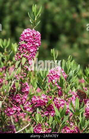Kalmia angustifolia Rubra Stock Photo