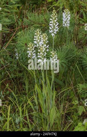 White-fringed Orchid (Platanthera blephariglottis) Growing in sphagnum. Note the Pitch Pine in the background.  Pennsylvania, summer. Stock Photo