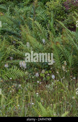 White-fringed Orchid (Platanthera blephariglottis) Growing in sphagnum bog and acidic seep habitat.  Pennsylvania, summer. Stock Photo