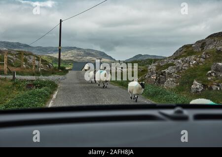 Sheep walking on single track road seen through car windscreen, Isle of Lewis and Harris, Outer Hebrides, Scotland Stock Photo