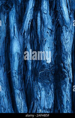 The textured bark of a young coastal redwood in trendy blue color. Sequoia bark natural background. Close-up. Trendy blue backdrop for your design. Co Stock Photo