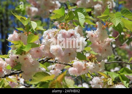 Cherry blossom in Yoshinoyama, Japan. Mount Yoshino is a famous cherry flower destination. Stock Photo