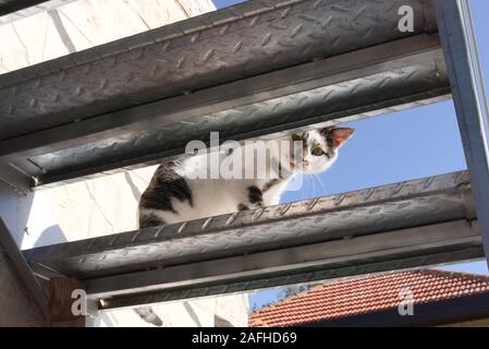 Cat looking down from stairs Stock Photo