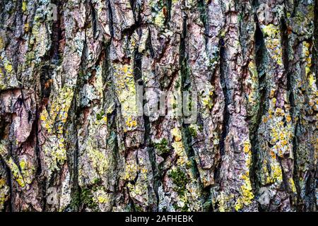 Detailed close up view on weathered tree bark Stock Photo