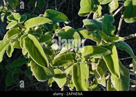 Wild sage plant Stock Photo