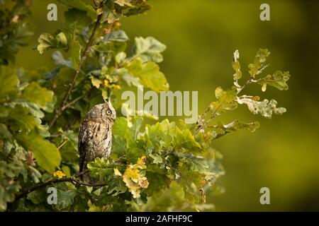 Eurasian scops owl (Otus scops) - Small scops owl on a branch in autumnal forest Stock Photo