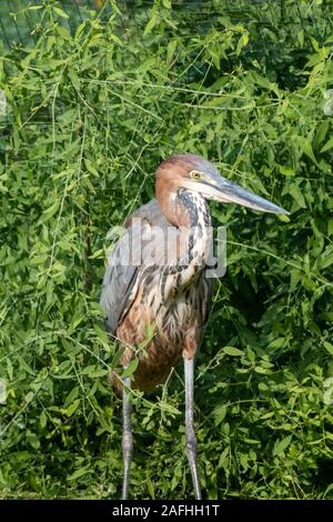 A Goliath heron (Ardea goliath), also known as the giant heron crouched in the grass. Stock Photo