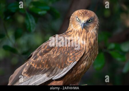 A close up of a female western marsh harrier (Circus aeruginosus) a small raptor standing on the ground looking around. Stock Photo