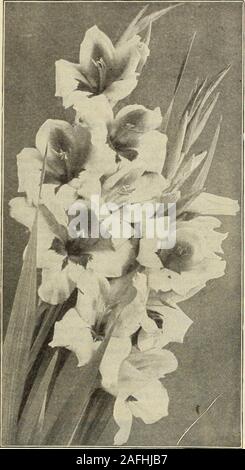 . Dreer's garden book 1915. xed. .$0.30 $200 $18.00 White and Light • .40 2.50 20.00 Yellow and Orange .. .65 5.00 45.00 Striped and Variegated .. .40 3.00 25.00 Gladiolus, Gold Medal Hybrids. Pink and Rose .. .30 2.00 18.00 GOED MEDAE HYBRID GEADIOEUS. We grow this magnificent strain for the express purpose of being able to supply many of our customers who want somethingdecidedly better than the usual run of mixtures, and who do not care for the named sorts. When Gladiolus are grown in mixturethey are liable to deteriorate rapidly, and finally contain only a few colors. To avoid this we grow Stock Photo