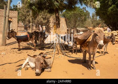 Ethiopia, Tigray, Wukro, Abraha Atsbeha village, weekly market, Abyssinian donkeys used as pack animals Stock Photo