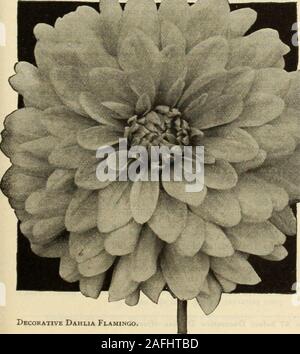 . Dreer's garden book 1915. Decorativf DahliaDelice. 50. Decorative Dahlia Flamingo Clifford W. Bruton. A fine, bright yellow. 20 cts. each.Columbine. A new and novel sort, ground color pale lilac-rose, shaded, striped and speckled with light carmine. Plantsready April loth. 50 cts. each.Crown of Qold. A brilliant glowing Chinese-orange with golden suffusion, rich and pleasing. 25 cts. each.Delice. The most popular pink variety. Its beautiful soft,yet lively color, a glowing rose-pink, together with its per-fect shape, stout, stiff stems, and the fact that when cut itretains its freshness for Stock Photo