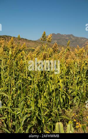 Ethiopia, Tigray, Atsemba, (Atsembe) agriculture, field of sorghum plants ready for harvesting Stock Photo