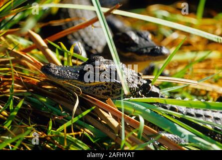 Two young american alligators basking in the summer sun. Stock Photo