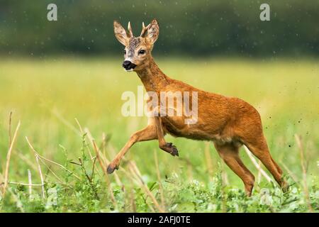 Young roe deer buck with small antlers caught in action of running in high speed Stock Photo