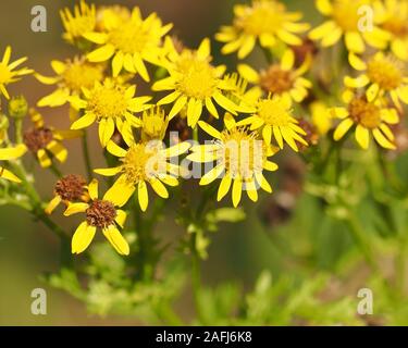 Common Ragwort wildflower (Senecio jacobaea) in flower in November. Tipperary, Ireland Stock Photo