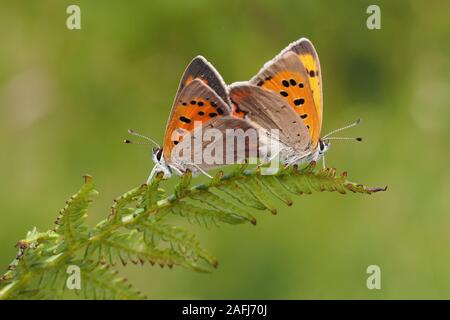 Pair of Mating Small Copper Butterflies (Lycaena phlaeas) perched on fern. Tipperary, Ireland Stock Photo