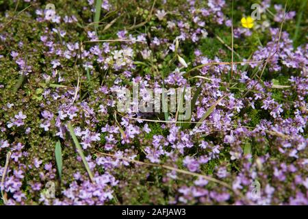 Thymus plant with small pink flowers background, Pico, Azores, Portugal Stock Photo