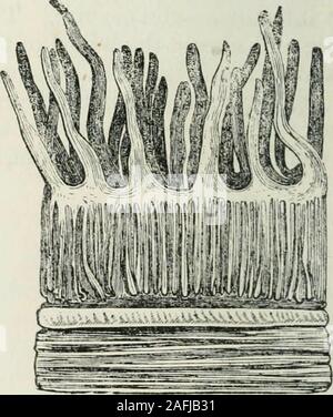 . Human physiology. Portion of one of Bruntiers Glands, from theiluniua Duodenum.. )a Section of the Mucous Menihrane of the SmallIntestine in the Dog, showing Lieberkiihnsfollicles and villi. a. Villi. &, Lieberki.hns follicles.coals of the intestine. c. Other ous layer of white bodies surrounding the intestine. They are notlarger than a hemp-seed; each consisting of numerous minute lobules, Gazette Medicale, Juin, 1832. « Op. cit., ii. 54. » Boehm, cited in Brit, and For. Med, Rev., i. 621, Loud., 183ij. DIGESTIVE ORGANS — SMALL INTESTINE. 97 the ducts of which open into a common excretory d
