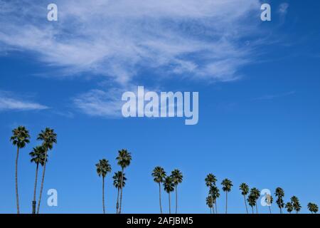 Palm trees in front of blue sky, Santa Cruz, California, USA Stock Photo