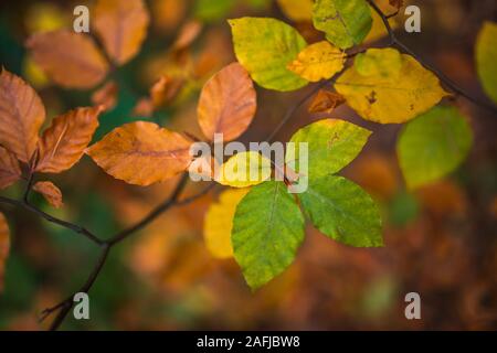 Close up image of orange autumn leaves at soft golden light in forrest. Stock Photo