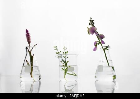 wild green plant and pink purple flower flask and beaker in biotechnology cosmetic science white laboratory background Stock Photo