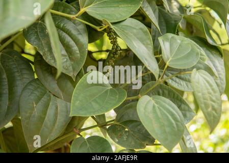 Ahangama, Sri Lanka. Nov 17 2019 :  in the he Handunugoda Tea Estate and Tea Museum. Ahangama, Sri Lanka Stock Photo