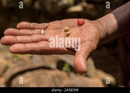 Ahangama, Sri Lanka. Nov 17 2019 :  in the he Handunugoda Tea Estate and Tea Museum. Ahangama, Sri Lanka Stock Photo