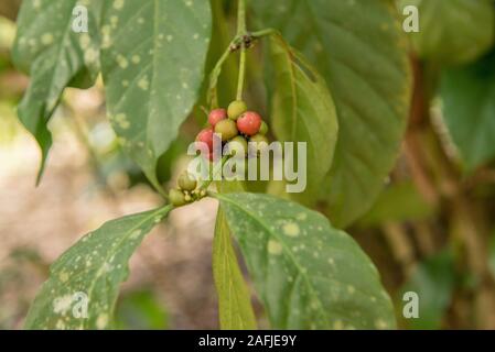 Ahangama, Sri Lanka. Nov 17 2019 :  in the he Handunugoda Tea Estate and Tea Museum. Ahangama, Sri Lanka Stock Photo