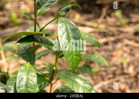 Ahangama, Sri Lanka. Nov 17 2019 :  in the he Handunugoda Tea Estate and Tea Museum. Ahangama, Sri Lanka Stock Photo