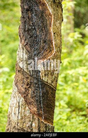 Ahangama, Sri Lanka. Nov 17 2019 :  in the he Handunugoda Tea Estate and Tea Museum. Ahangama, Sri Lanka Stock Photo