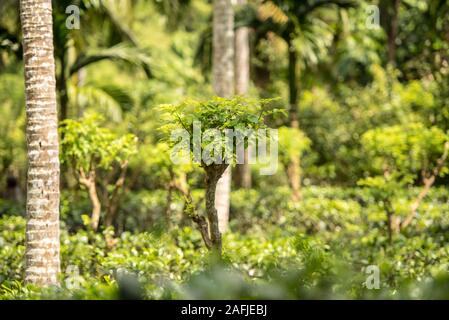 Ahangama, Sri Lanka. Nov 17 2019 :  in the he Handunugoda Tea Estate and Tea Museum. Ahangama, Sri Lanka Stock Photo