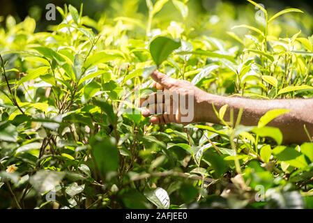 Ahangama, Sri Lanka. Nov 17 2019 :  in the he Handunugoda Tea Estate and Tea Museum. Ahangama, Sri Lanka Stock Photo