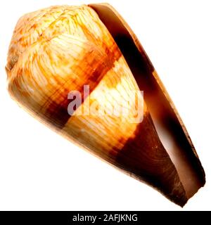 Soldier Cone shell (Conus miles) c8cm. E.Africa. Stock Photo