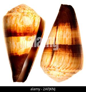 Soldier Cone shell (Conus miles) c8cm. E.Africa. Stock Photo