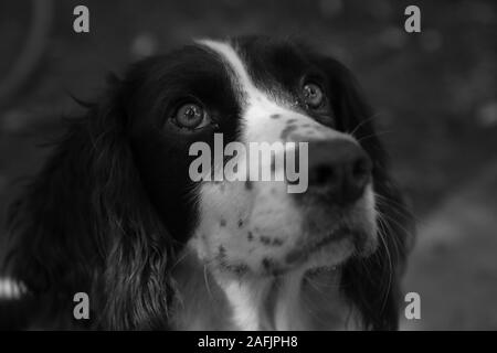 Black and White Rescued Springer Spaniel close up outdoors Stock Photo