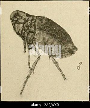 Flea Infected With Plague Stock Photo - Alamy