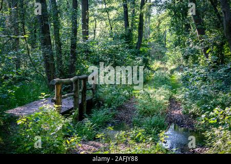 A wooden bridge crossing a small stream in a very lush green forest with rays of sunshine through the trees in nature reserve Zarth near Treuenbrietze Stock Photo