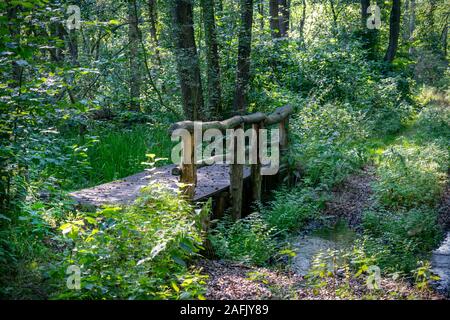 A wooden bridge crossing a small stream in a very lush green forest with rays of sunshine through the trees in nature reserve Zarth near Treuenbrietze Stock Photo