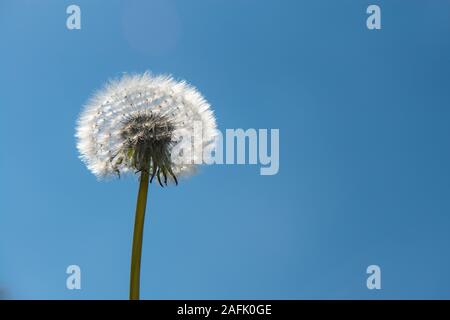 Dandelion blowball flower on a blue sky with copy space Stock Photo