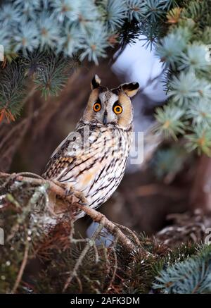 A Long-eared Owl (Asio otus) sitting on a tree Stock Photo
