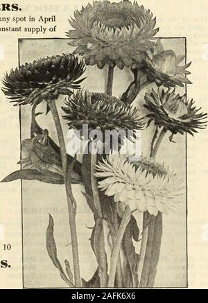 . Dreer's garden book 1915. oz., 50 cts 15. Helichrysum (Straw Flower). The ZINNIAS ihown in color* and offered on page 50 are splendid for bedding or cutting. Stock Photo