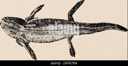 . Introduction to zoology; a guide to the study of animals, for the use of secondary schools;. ^* ;v FIG. 242. — Cryptobranchus, the hellbender. Reduced. From .Stand-ard Natural History. eggs in springs or ponds during April; the dark grayeggs are contained in great masses of jelly which are. FIG. 24o. --The larva of Ambli/stowa tif/riiium, the Axolotl stage of the tiger salamander. From Mivart. THE NEWT AND ITS ALLIES 259 attached to sticks at or near the surface of the water.The larvae of the more southern species often reach a sizeconsiderably larger than the adult, and breed before thegill Stock Photo