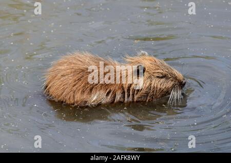 Young Coypu or Nutria, Myocastor coypus, in Camargue Wetlands Provence France Stock Photo