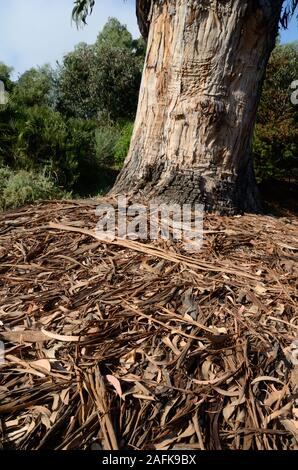 Bark of Eucalyptus robusta tree and litterfall, plant litter, tree litter, plant debris or bark debris on forest floor. Stock Photo