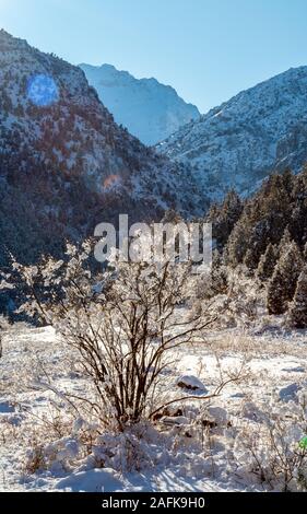 dried tree in the snow on a background of mountains Stock Photo