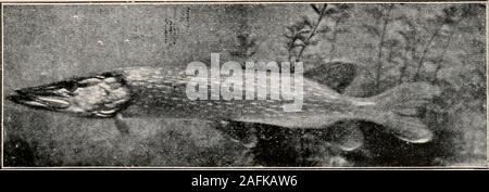 Minnows hi-res stock photography and images - Alamy