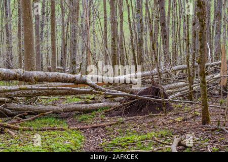 Trees falling over a footpath in the woodland Stock Photo