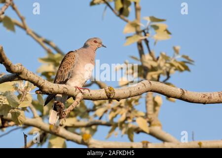 Collared Dove ( Streptopelia turtur ), adult bird, rare and endangered dove, perched in a tree, in spring, wildlife, Europe. Stock Photo