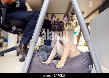 French Bulldog Puppy Sitting On Bed Under Desk In Office Whilst Owner Works Stock Photo
