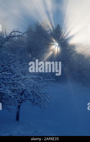 Heavenly sun rays shining through tree branches on a foggy winter morning. Weather, seasons, natural phenomena and faith concepts. Stock Photo